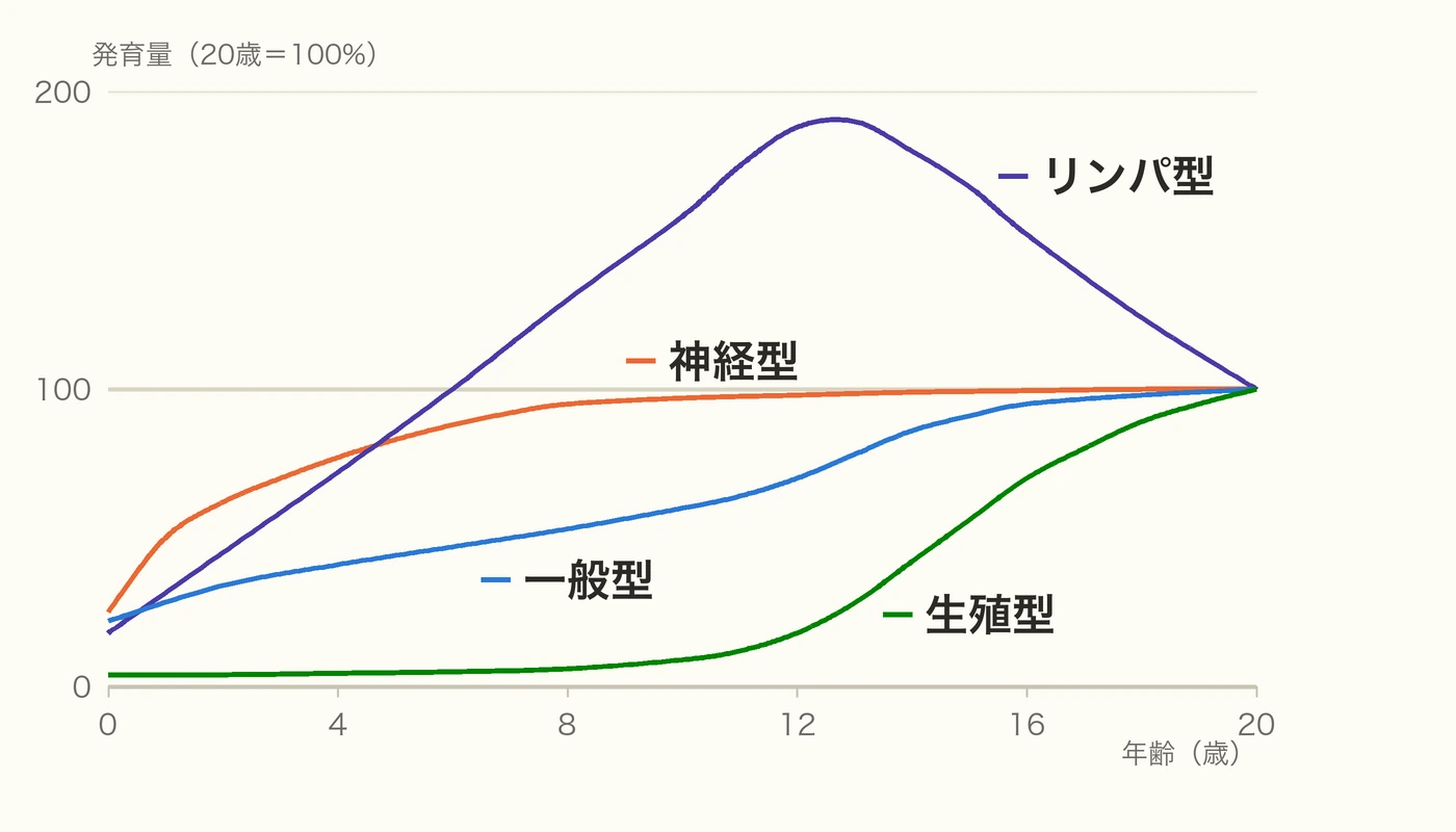 スキャモンの発育曲線。神経型は幼児期に急速に発達し、一般型は思春期に伸びることを示すグラフ